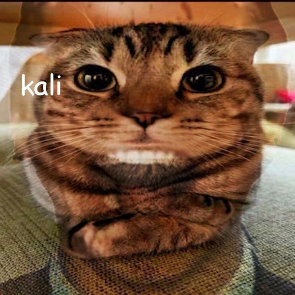 File:Kali pfp.jpeg